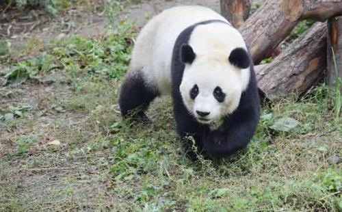 北京動(dòng)物園門票學(xué)生多少錢