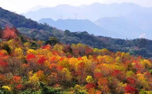 深圳自駕去石門國家森林公園紅葉節(jié)路線攻略