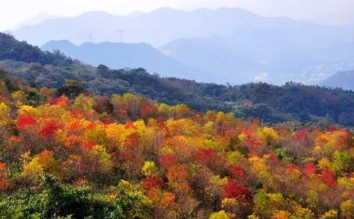 2018年廣州有哪些地方可以觀賞梅花