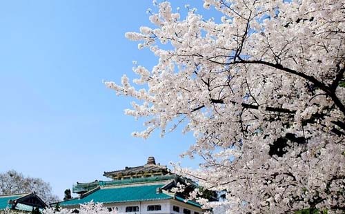 2018武大櫻花預約指南（官網+預約種類+注意事項）
