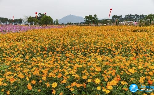 2018北京賞花攻略花期+地點+交通