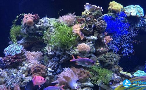 大連圣亞海洋世界圣亞景區線路推薦