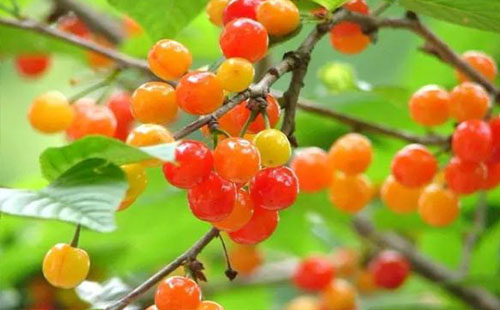 成都龍泉紅花村采摘櫻桃多少錢 龍泉紅花村采櫻桃的地方怎么去
