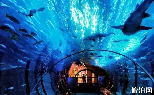2018上海海昌極地海洋世界門票價格+優惠政策 上海極地海洋公園什么時候開業