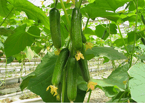 2018松江菊花節時間 2018松江菊花節游玩攻略