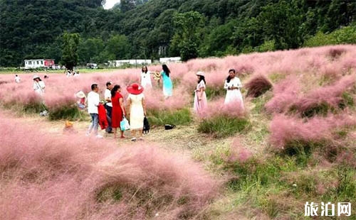 黔南粉黛亂子草在哪里 長順縣神泉谷風(fēng)景區(qū)介紹