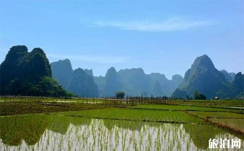 廣州粉黛亂子草具體在哪可以看見
