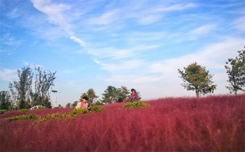 山東菏澤單縣粉黛亂子草在哪里 具體地址