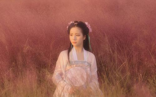 杭州粉黛亂子草在哪里 杭州哪里的粉黛亂子草被破壞