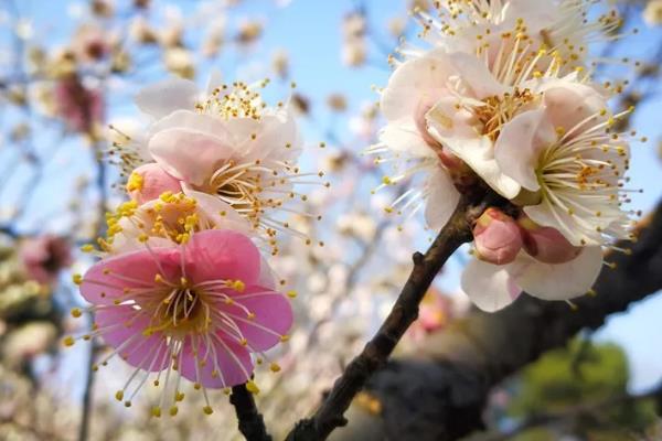 2019東湖蠟梅展開(kāi)放時(shí)間及地址