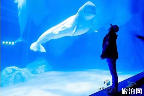 上海旅游年卡2019怎么辦理+價格