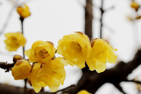 東湖梅園的臘梅開(kāi)了嗎 2019年武漢東湖梅花節(jié)門(mén)票價(jià)格+最佳花期+時(shí)間