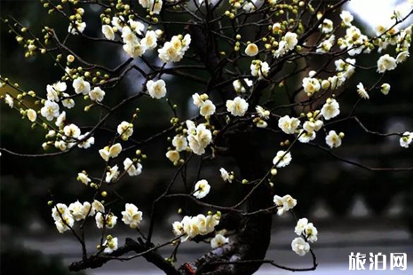 2019貴州梅花節(jié)時間+優(yōu)惠+介紹+地址+交通