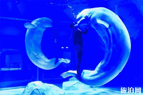 2019上海海昌海洋公園春節營業嗎+活動攻略