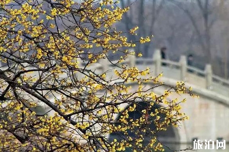 2019徐州賞花景點介紹