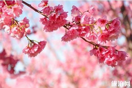2019年株洲賞花地圖 月份+花種