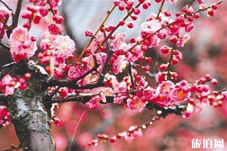 武漢東湖梅花節(jié)2019門(mén)票+優(yōu)惠政策+花期