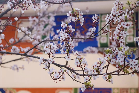 2019大理大學櫻花什么時候開
