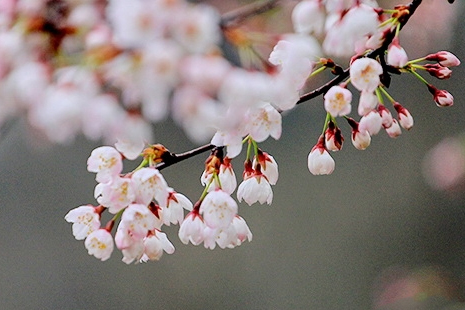 無錫黿頭渚櫻花節2019開放時間+門票價格+最佳觀賞地點