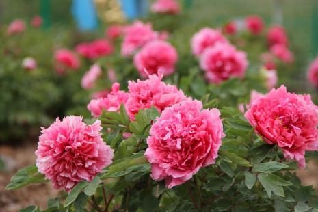 2019洛陽牡丹花會時間+地點 洛陽牡丹花期