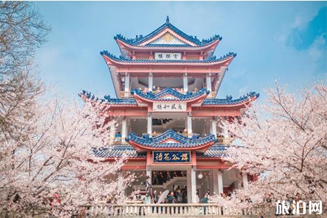 2019無錫黿頭渚櫻花節3月1日開啟