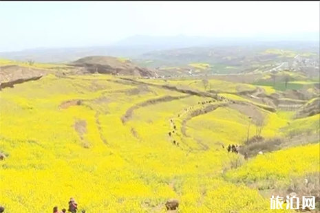 洛陽嵩縣大坪鄉(xiāng)油菜花地址