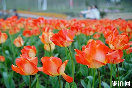 四川廣安哪里可以賞花