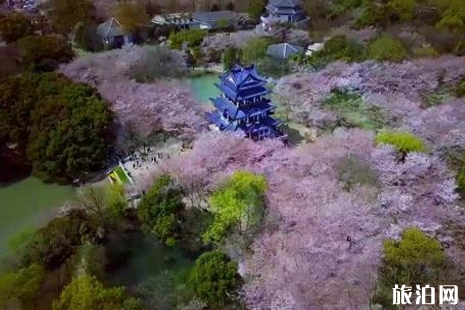 2019無錫黿頭渚賞櫻交通管制+清明節掃墓停車車信息
