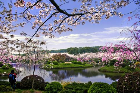 東湖櫻花園坐什么車(chē) 東湖磨山櫻花園2019時(shí)間+地點(diǎn)+票價(jià)+交通