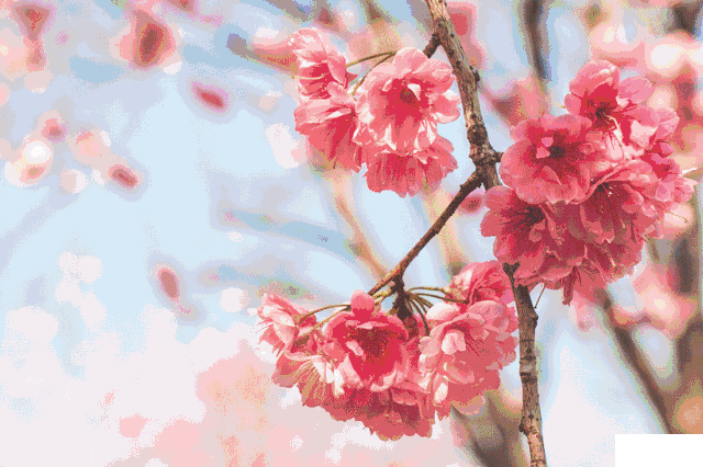 鄭東新區(qū)旅游賞花信息整理