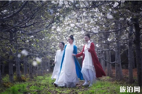 2019第三屆洛陽龍門山櫻花節(jié) 時間+交通攻略