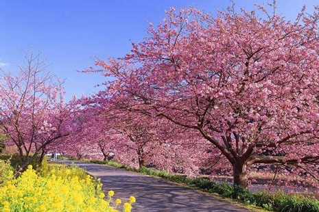 2019黿頭渚風景區門票+優惠政策+花期 金匱公園櫻花節交通管制