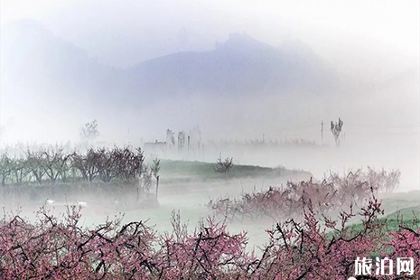 2019泰安近期賞花活動 桃花節(jié)+郁金香展