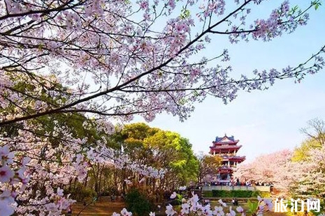 2019無錫黿頭渚櫻花攻略