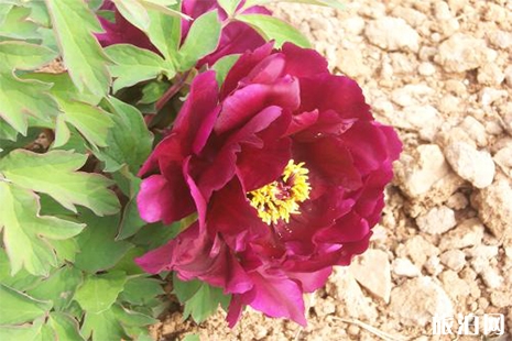 2019洛陽牡丹近期長勢 花期預(yù)計