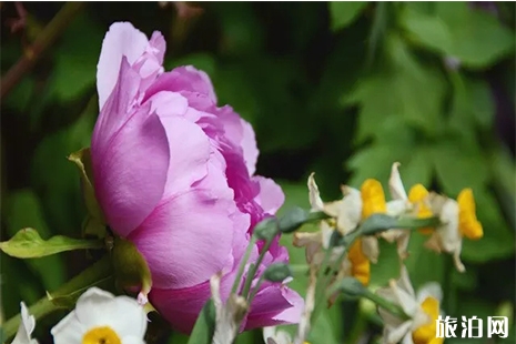 2019洛陽牡丹花會 時間+門票+花期+最佳觀賞地點