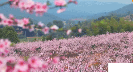 2019成都龍泉驛桃花節時間+地點+活動攻略