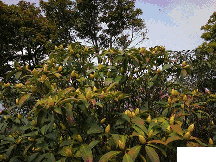 2019梧桐山毛棉杜鵑花會(huì)時(shí)間+地點(diǎn)+門票+活動(dòng)介紹