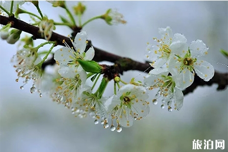 貴州沿河第十屆李花節(jié)3月23日開啟