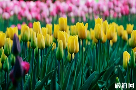 2019大浦郁金香花卉節(jié)門票多少錢