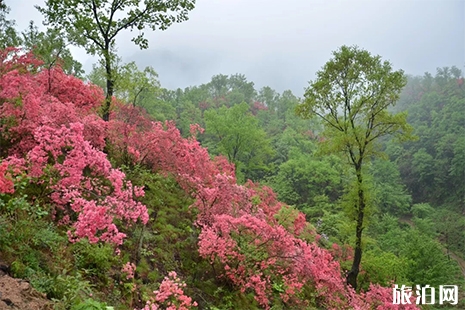 2019汝陽杜鵑花節(jié)4月下旬舉辦