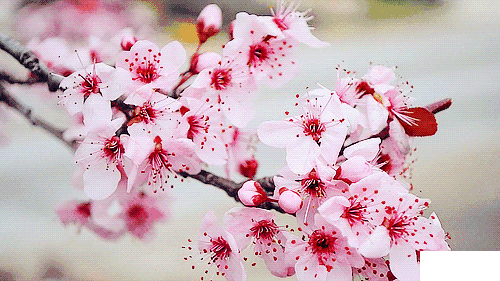 2019寧陵桃花節3月26日開啟