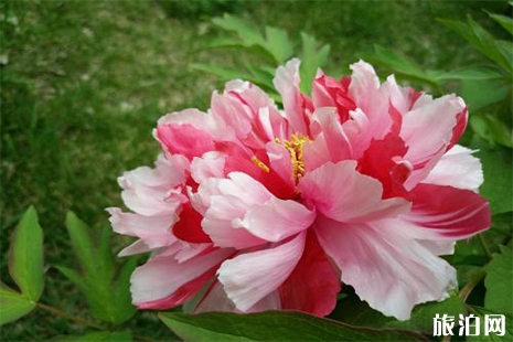 2019洛陽牡丹花什么時候開