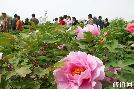 2019洛陽牡丹花會門票信息