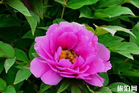 洛陽牡丹花會2019時間+地址+門票價格