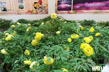 洛陽神州牡丹園門票信息