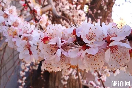 2019敦煌李廣杏花節(jié)時(shí)間 附活動(dòng)時(shí)間安排