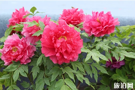 2019西充牡丹節(jié)5月4日截止 附活動攻略