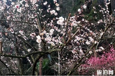 長沙哪里賞花最好 長沙周邊賞花攻略