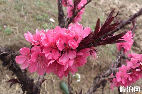 2019蘭州桃花節4月21日開啟 附賞花攻略